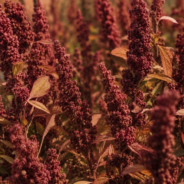 Cultivo de quinoa roja en flor