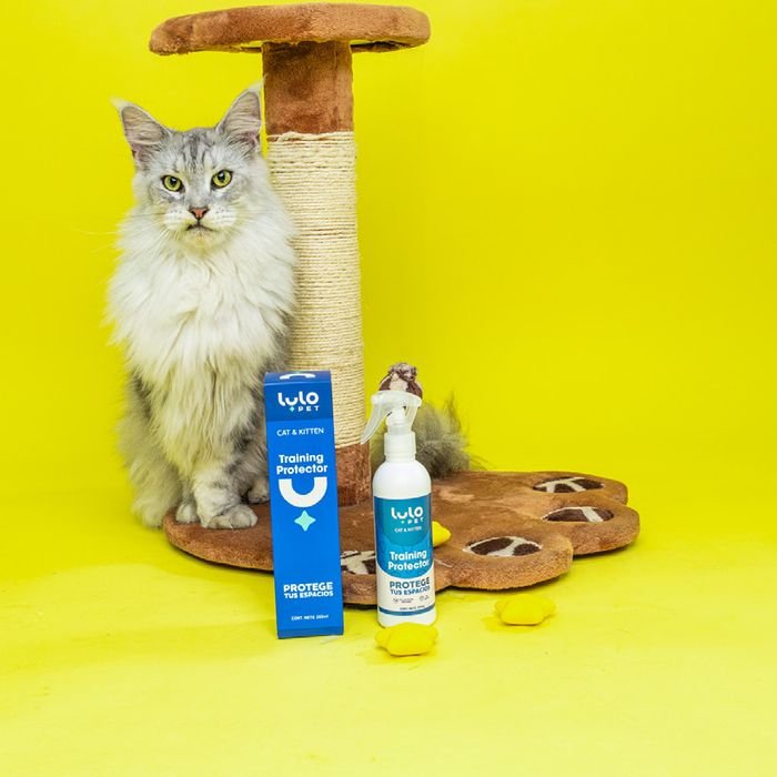 Training Protector Cat junto a un gato y un rascador
